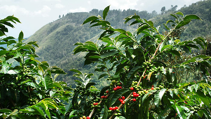 Jamaica-Blue-Mountain-Kaffeebaum