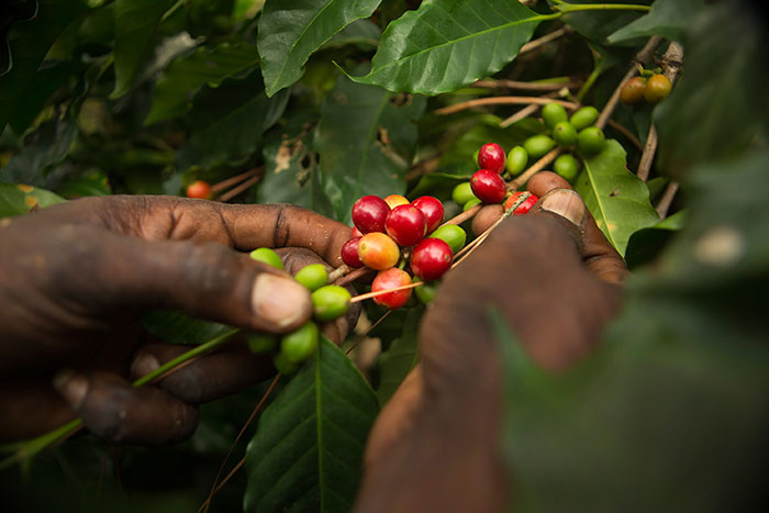 Kafeeernte-Obu-Coffee